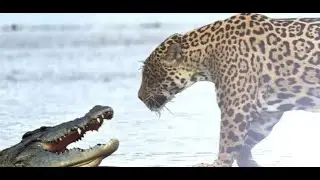 A fierce confrontation between the tiger, the crocodile, the lioness and the crocodile