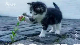 Free Non -Copyrighted Background Music ♪ (SWEET)♪ 