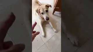 See how our dog hunt for food! 🤣 #dog #labrador #dogdad