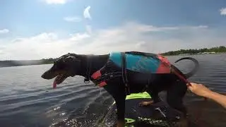 SUP with Iris the doberman GoPro