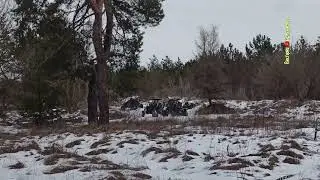 квадроциклы в лесу ездят по лесной подстилке и шумят