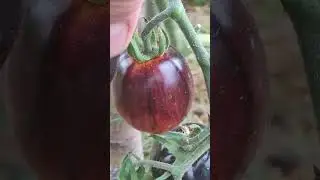 2 июля - праздник первого томата сезона 2024 г. #теплица #томатывтеплице #мойогород  #villagelife