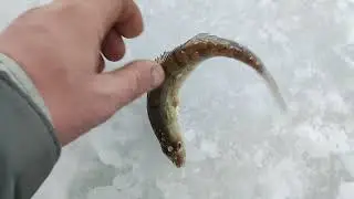у Вовки долгожданное открытие сезона...
