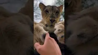 Claws & Boops!
