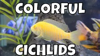 Exotic Elegance Enchanting Colorful Cichlid Fishes in a Captivating Aquarium