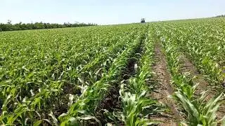 кукуруза, вторая культивация 08.06.2023