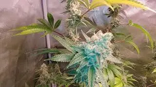 NANNERS FOUND ON CROWN ROYAL CROP KING  , HARVEST AT DAY 60 FIR THE WHOLE TENT