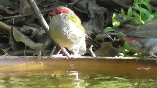 Cute Red-browed Finches
