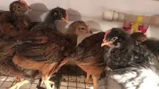 Цыплята от породных кур и доминанты! Пасхальное яйцо!