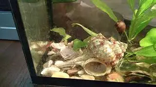 Мои рыбки