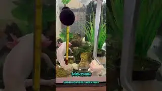 Сколько живут аксолотли 🥰 