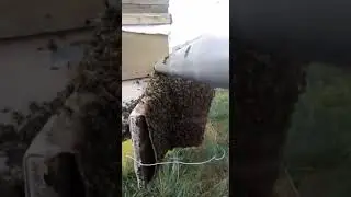 Жарко , взятка ноль , вот и рой. Пчелки в Сибири