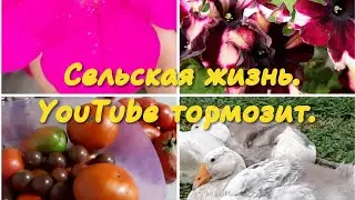 Дела деревенские! Урожай спеет. Птица растёт.  О Дзене.
