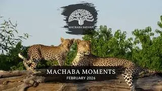 Botswana & Zimbabwe Safaris | Amazing Wildlife Sightings February 2026