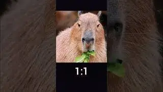 Капибара VS Шлёпа в ТАЗИКЕ 