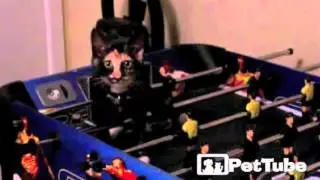 Foosball Feline - PetTube