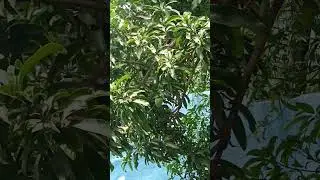 Out of season and alone but still thriving #mango #indianmango #fruit