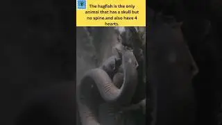 weird facts #shorts #hagfish #facts #youtubeshorts #animalfacts  #didyouknow #factshorts #factshorts