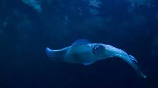 VAMPIRE SQUID: MYTHS & REALITIES
