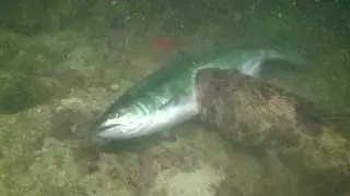 SALMON FIGHTS LINGCOD WHILE DIVING VANCOUVER ISLAND