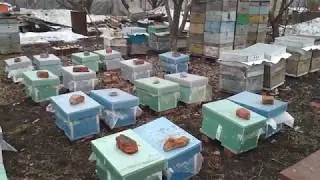 Beekeeping. Как перезимовали пчёлы в семирамочнике из ЭППС.