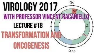 Virology Lectures 2017 #18: Transformation and Oncogenesis