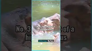 8 Crazy Facts about Animals 