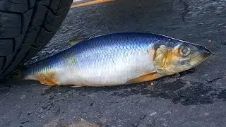 Crushing Crunchy & Soft Things by Car! - EXPERIMENT FISH VS CAR