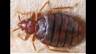 Tahta kurusundan nasıl kurtulurum? (Prof.Dr. Hüseyin ÇETİN) Cimex Bed Bugs