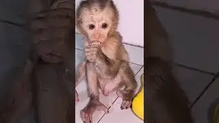 baby monkey bibi cute videos