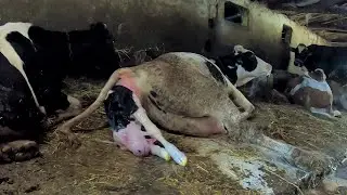 COWS ARE GIVING BIRTH 2022 [GoPro]