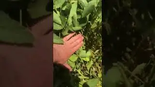 14 липня соя горить від палючого сонця .