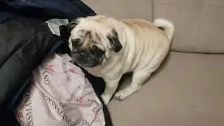 Чешимся мопс