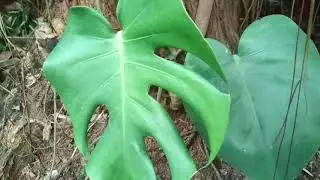 Perburuan Monstera Deliciosa zonk Jutaan Rupiah Dibuang ketempat sampah