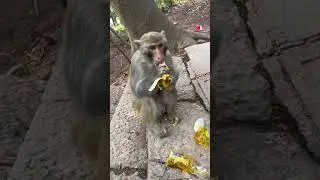 Дай пять ,обезьяна 