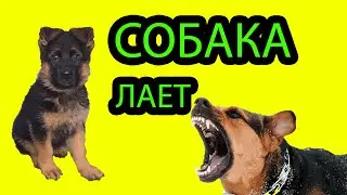 СОБАКА ЛАЕТ...
