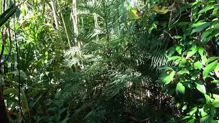 Wollemia nobilis Rate of Growth 2019 - 2024