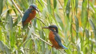 Common Kingfishers Calls 
