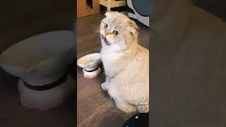 котики в тик ток
