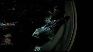 guppi metal blue