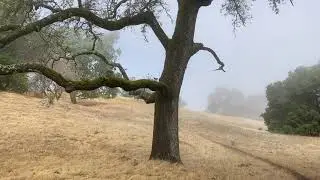 August Fog