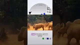 Wildebeest Dominates Rhinos in a Fierce Fight