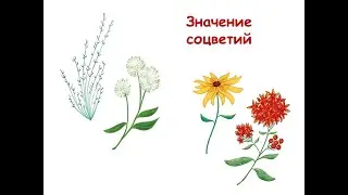 Значение соцветий