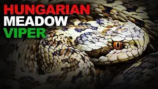 We Found an Extremely Rare Viper in Europe!