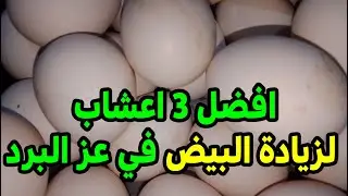 افضل 3 اعشاب لزيادة البيض في عز البرد جربناها والبيض زاد  ومن غير ما تصرف كتير وصفة سهلة وبسيطة