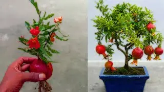 How to plant grafted fruit trees | Grafting tree farm