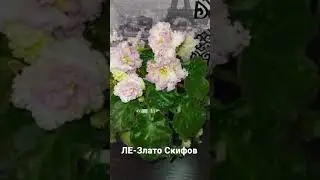 Цветение фиалки сорт ЛЕ-Злато Скифов