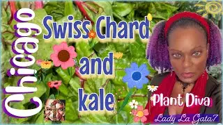 Chicago Fresh Grown Swiss Chard & Kale Cooking & Eating : Vlog ℒ𝞪𝑑𝝲 ℒ𝞪 Gata7@Plant Diva! #plant