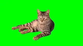 cat jumping on green screen