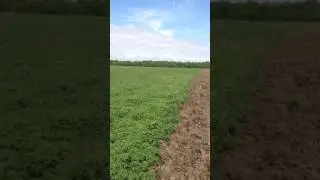 хильба тмин и фацелия